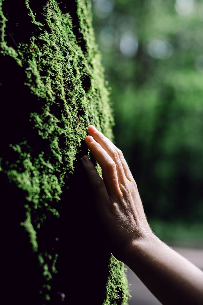A close-up shot of a person's hand gently touching a moss-covered tree, capturing the essence of nature's tranquility.